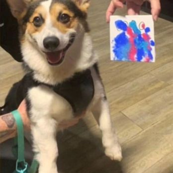 Wiggle Butt & Whiskers - Look how proud he is - Pet Stores Near Me - Leesburg, Virginia
