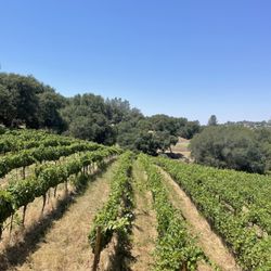 Pescatore Vineyard and Winery - Grapes