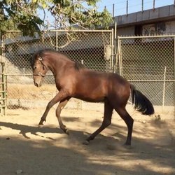 C & K Horse Ranch - Our young Spanish horse. a year old.