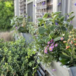 The Garden Group - Nantucket Window Boxes
