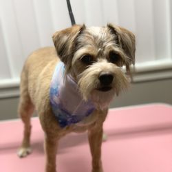 Breannas Pawsitive Touch