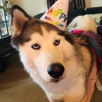 Barking Dog Bakery - Bday girl - Pet Stores Near Me - Oklahoma City, Oklahoma