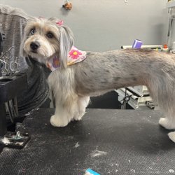 Lucky Dogg Grooming - Cookie after her afternoon at Lucky Dog Grooming