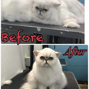 Trow Ranch Mobile Pet Grooming & Services - Grooms done by Heather Trow - Pet Groomers Near Me Trow Ranch Mobile Pet Grooming & Services - Grooms done by Heather Trow - Pet Groomers Near Me