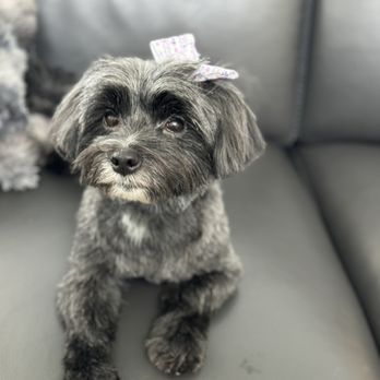 A Cut Above Mobile Grooming - Pet Groomers Near Me