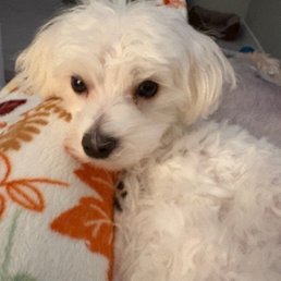 Snowball's   first groom!