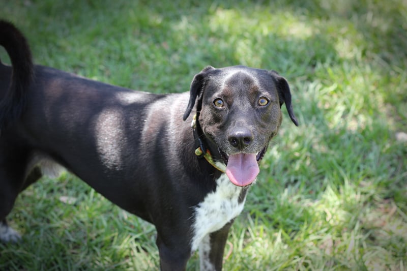 Barkvoyage - pet boarding facility in Miami, FL