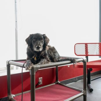 No Leash Needed - Pet Training Near Me - St. Louis, Missouri No Leash Needed - Pet Training Near Me - St. Louis, Missouri