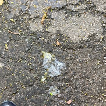 Pet Butler - Puke (stomach acid) that my partner was told to "push through" for 5 hours. - Pet Waste Removal Near Me - Washington Township, Ohio