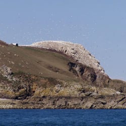 Archipel des Sept Iles - Perros-Guirec, l'archipel des Sept-Iles : la colonie de Fous de Bassans.