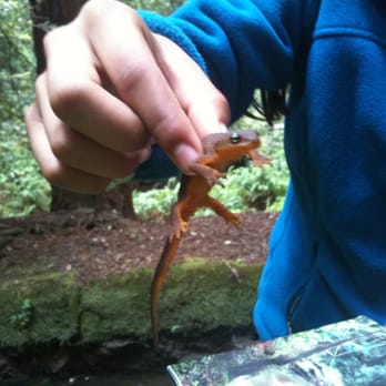 Butano State Park - We love newts! - Parks Near Me - Pescadero, California
