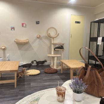 Nabi Cat Cafe - The cats were running around, and a group of 4 siblings were all playing with each other. - Themed Cafes Near Me - Santa Clara, California Nabi Cat Cafe - The cats were running around, and a group of 4 siblings were all playing with each other. - Themed Cafes Near Me - Santa Clara, California