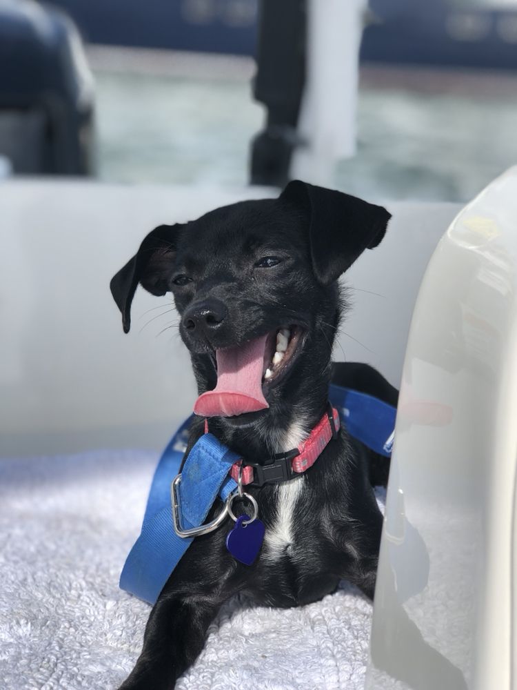 ANIMAL KINGDOM VETERINARY CENTER Updated October 2024 34 Photos