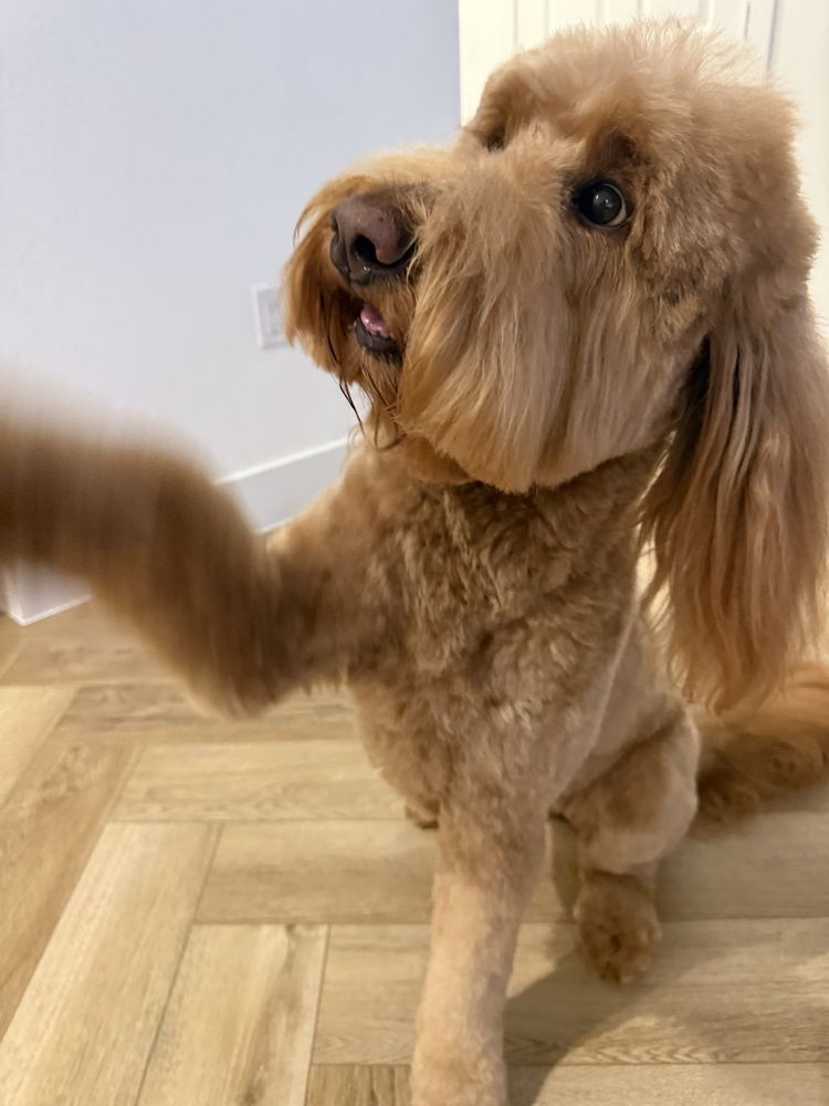 Happy Tails Pet Spa Image