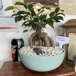 Gensing Ficus