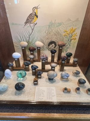 Petrified Wood Gallery by null