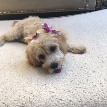 Muddy Paws OC - Lulu looking so pretty and pampered . - Pet Groomers Near Me - Orange, California Muddy Paws OC - Lulu looking so pretty and pampered . - Pet Groomers Near Me - Orange, California