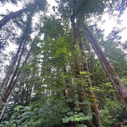 Tall trees Tall trees