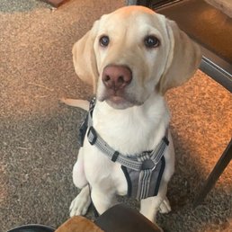 Well behaved dinner date