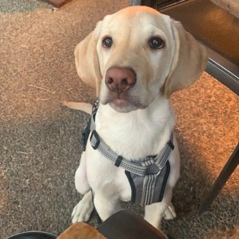 PJ's at Gray's Crossing - Well behaved dinner date - Bars Near Me - Truckee, California