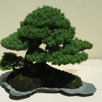 Terra Gardens Nursery & Bark - Bonsai classes as well! - Nurseries & Gardening Near Me - Salem, Oregon