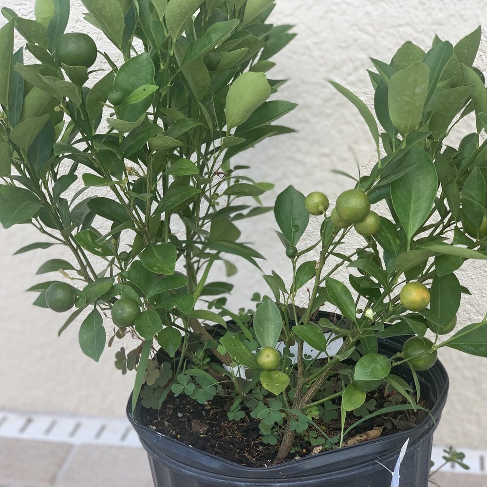 Rivers of Provision - Kalmunding... can't wait to bring it home - Nurseries & Gardening Near Me - Seffner, Florida