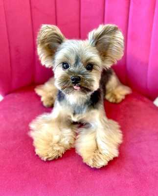 Dogue Spa - The Coolest Dog Grooming Salon by null