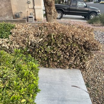 Sun City Landscaping - Mock orange - Landscaping Near Me - Henderson, Nevada Sun City Landscaping - Mock orange - Landscaping Near Me - Henderson, Nevada