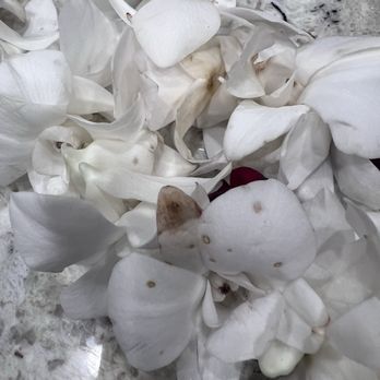 Leilani’s Leis  - Browning wilted orchids - Florists Near Me - Las Vegas, Nevada