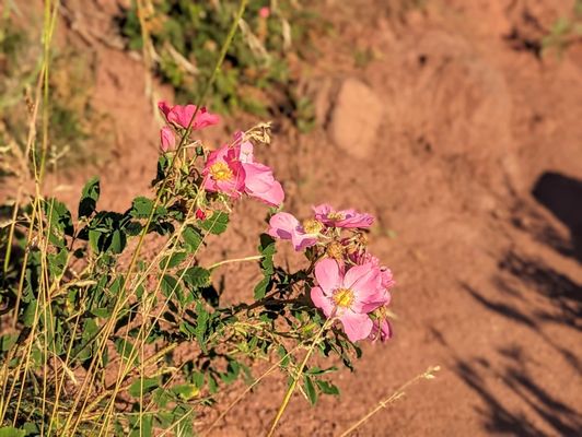 Mount Sanitas Trailhead by null