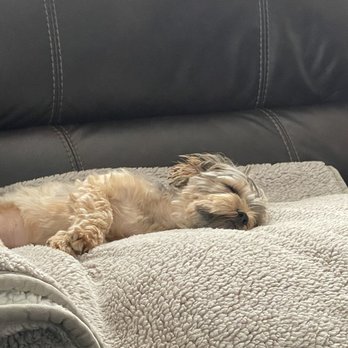 Ginger's Pet Cuttery - Content dog - Pet Sitting Near Me - Claymont, Delaware
