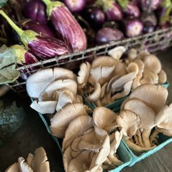 Bloomsbury Farm - Oyster mushrooms