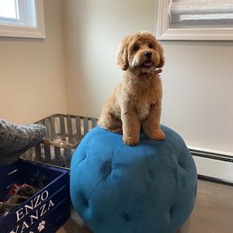 Enzo's first haircut