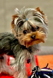 LISA RO ROSS - STATE FARM INSURANCE AGENT - Updated July 2025 - 51