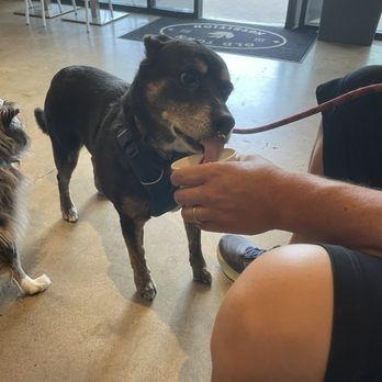Grubby Dogs - Bandit, after a wash and nail trim from Grubby Dogs. I wouldn't take my dogs anywhere else!! - Pet Groomers Near Me - Murrieta, California
