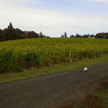 Silver Falls Vineyards - a sheep walking down a gravel road - Wineries Near Me - Sublimity, Oregon Silver Falls Vineyards - a sheep walking down a gravel road - Wineries Near Me - Sublimity, Oregon