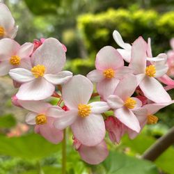 Kepaniwai Park - Blooming flowers