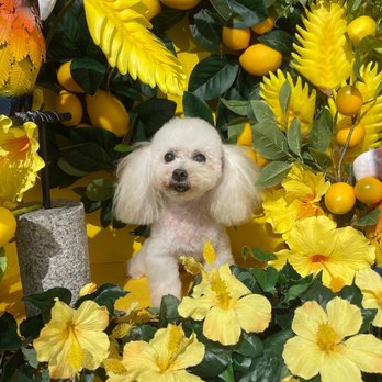 Johnny's Dog Spa - This photo wasn't a lemon... somebody km. - Pet Groomers Near Me - Honolulu, Hawaii Johnny's Dog Spa - This photo wasn't a lemon... somebody km. - Pet Groomers Near Me - Honolulu, Hawaii