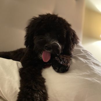MoonShine Babies - Poke on her pillow pile - Pet Training Near Me MoonShine Babies - Poke on her pillow pile - Pet Training Near Me