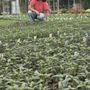 Lady Slipper Rare Plant Nursery