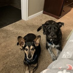 Bastrop Veterinary Hospital