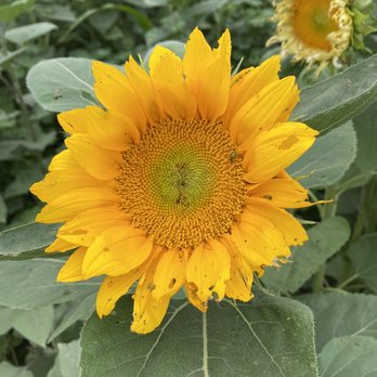 Frosty's Forest Pumpkin Patch - Their beautiful sunflower maze - Attraction Farms Near Me - Chino, California Frosty's Forest Pumpkin Patch - Their beautiful sunflower maze - Attraction Farms Near Me - Chino, California
