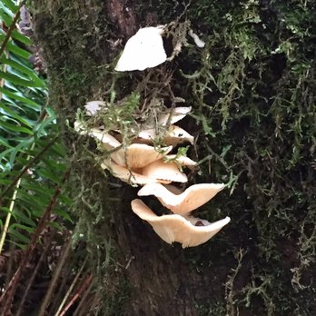 Prairie Creek Redwoods State Park - And even more mushrooms. - Parks Near Me - Orick, California Prairie Creek Redwoods State Park - And even more mushrooms. - Parks Near Me - Orick, California