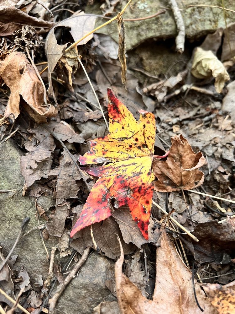 Green Mountain Nature Preserve Logo