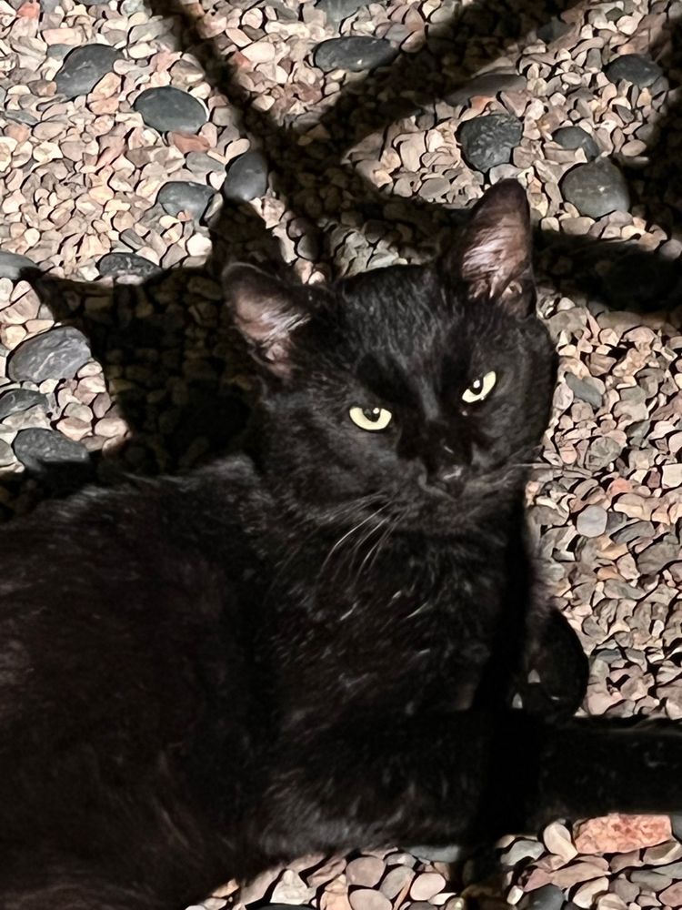 FEARLESS KITTY RESCUE Updated August 2024 22 Photos & 16 Reviews