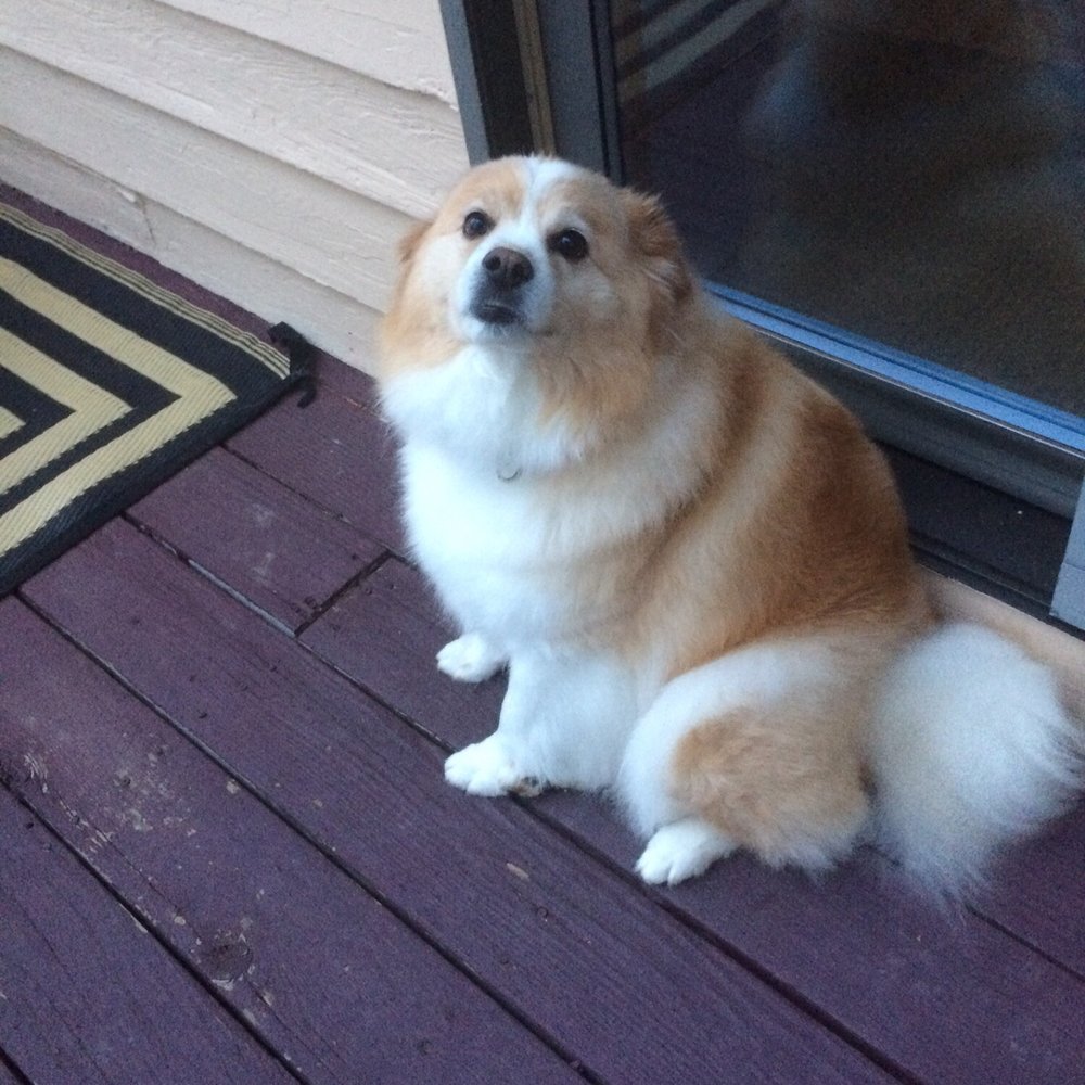 Perfect Paws Pet Salon - Chewie loved it here! We need to visit often - Pet Groomers Near Me - Littleton, Colorado Perfect Paws Pet Salon - Chewie loved it here! We need to visit often - Pet Groomers Near Me - Littleton, Colorado