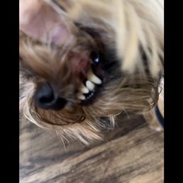 Before the teeth cleaning