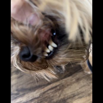 Smiling Canines - Before the teeth cleaning - Pet Services Near Me - Ventura , California