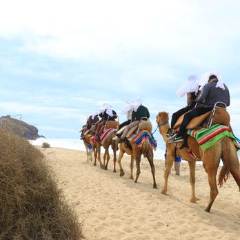 Cabo Adventures - Our camel ride was very entertaining - Boat Tours Near Me - Cabo San Lucas, BCS