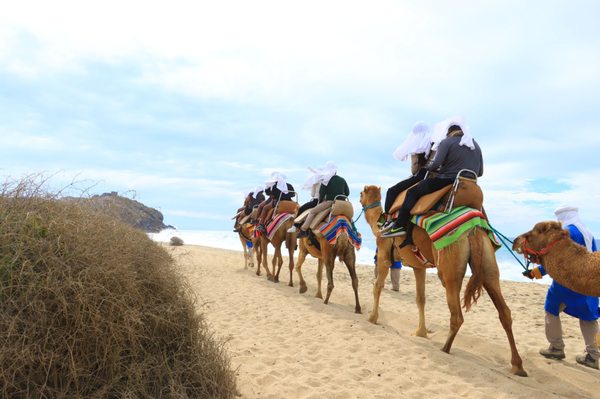 Cabo Adventures by null
